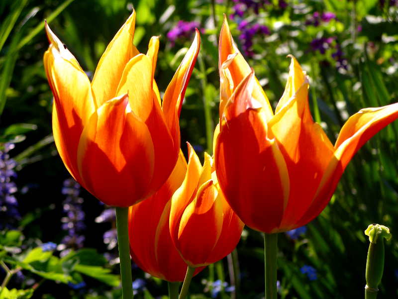 Tulpen