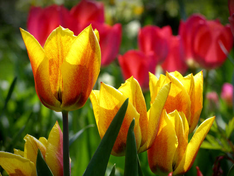 Tulpen