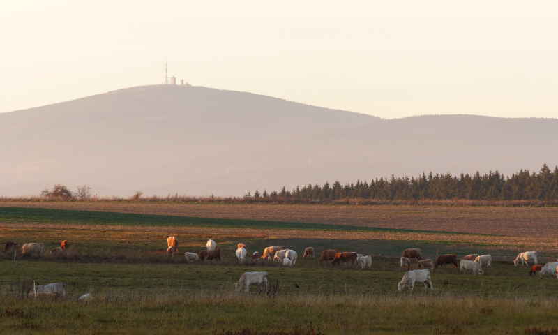 Brocken von Trautenstein